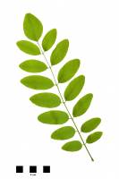 Robinier faux-acacia - feuille sur fond blanc (Robinia pseudoacacia)